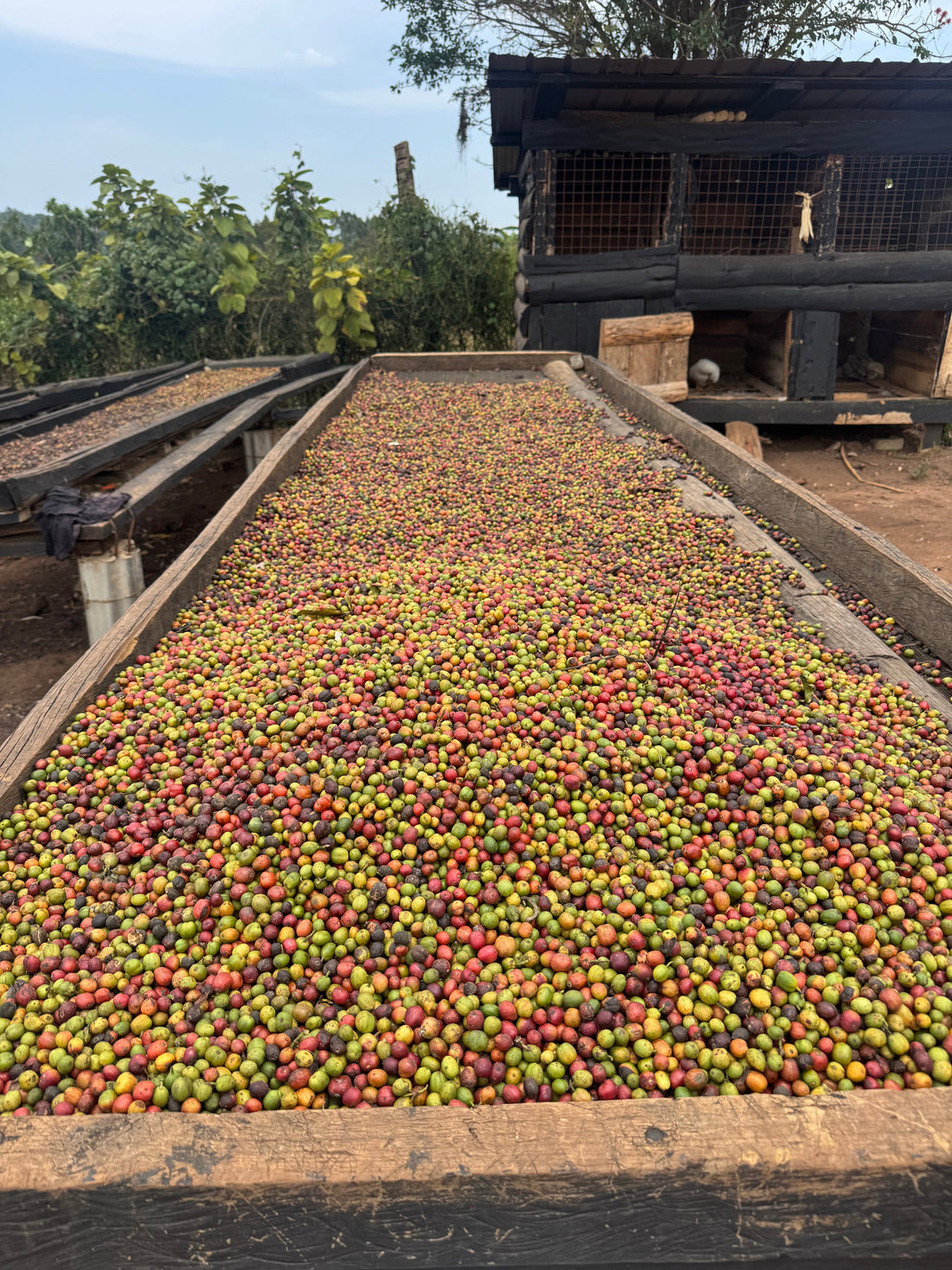 Washed, Natural, Honey, Anaerobic : les 4 process du café expliqués